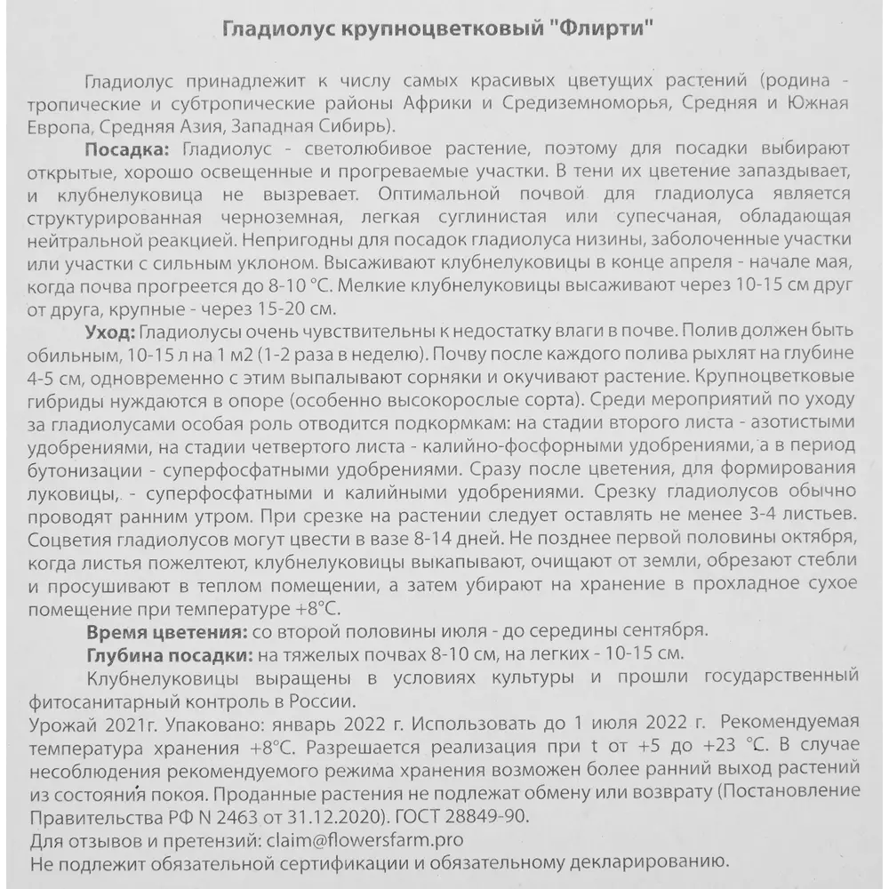 Гладиолус крупноцветковый Флирти 7 шт BLOOMING LIFE STLM-2120653 - Вид №3
