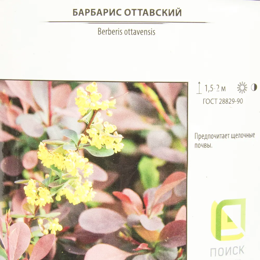 Барбарис Тунберга «Дартс Ред Леди» 2 л h20 см 82219495 STLM-2117127 Santreyd  - Вид №1