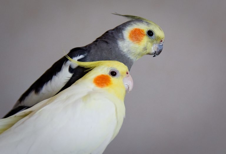 Пол попугая кореллы - Определение пола и возраста корелл - Форумы вторсырье-м.рф - все о птицах