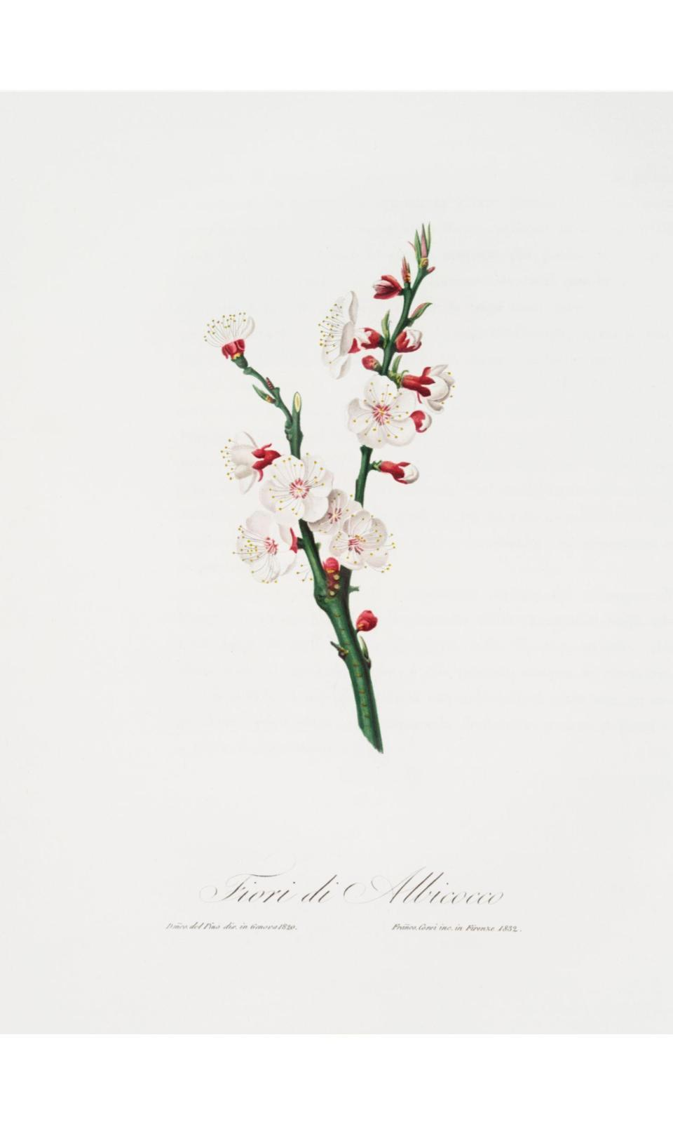 90267826 Постер Дикие цветы - Цветок абрикоса 50x70 см в раме STLM-0157711 ПРОСТОПОСТЕР