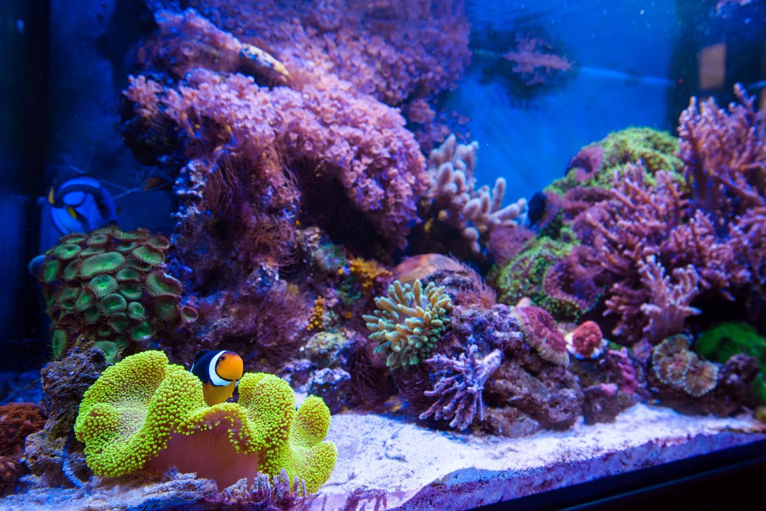 Microbe-Lift Herbtana - лечение крипта в рифе и не только.