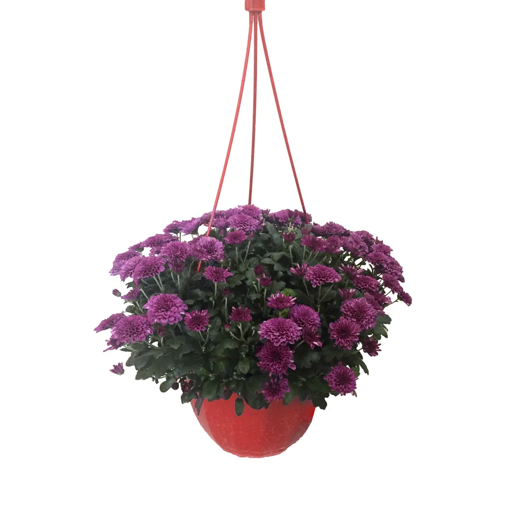 Хризантема комнатная Микс в горшке ø21 см 89437861 Santreyd STLM-1584526