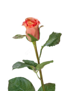 30.03110133SU Роза Анабель персик-роз Цветочная коллекция