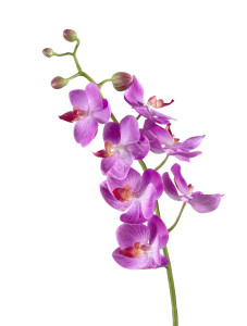 30.0611087VL Орхидея Фаленопсис Элегант св.фиолет Цветочная коллекция