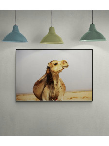 98271923 Постер Верблюд в пустыне Тозер 60x90 см в раме STLM-0615231 ПРОСТОПОСТЕР
