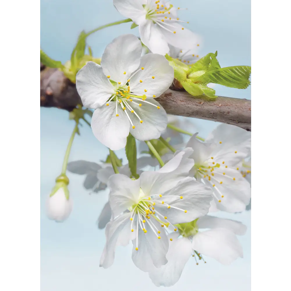 Фотопанно флизелиновое «Blossom» 184х248 см 17832225 STLM-2025883 Komar 