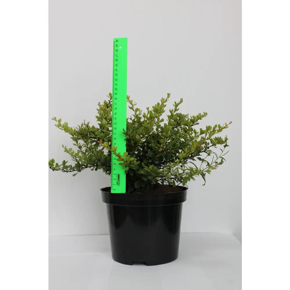 Барбарис, микс, 20-30х10 см, P9 ГАВРИШ STLM-2085258 - Вид №7