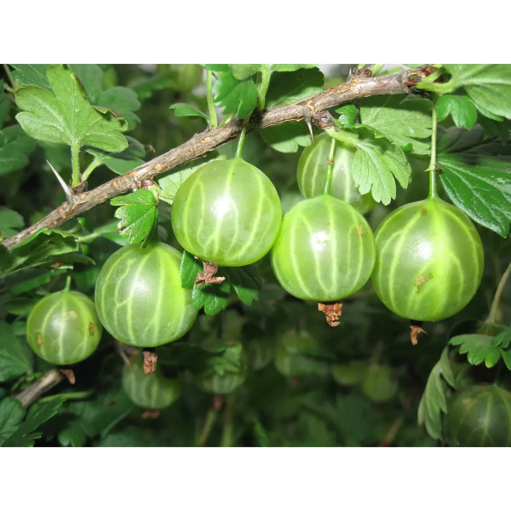 Крыжовник «Малахит» C3 высота 40-60 см ВСЕ В САД STLM-2023870