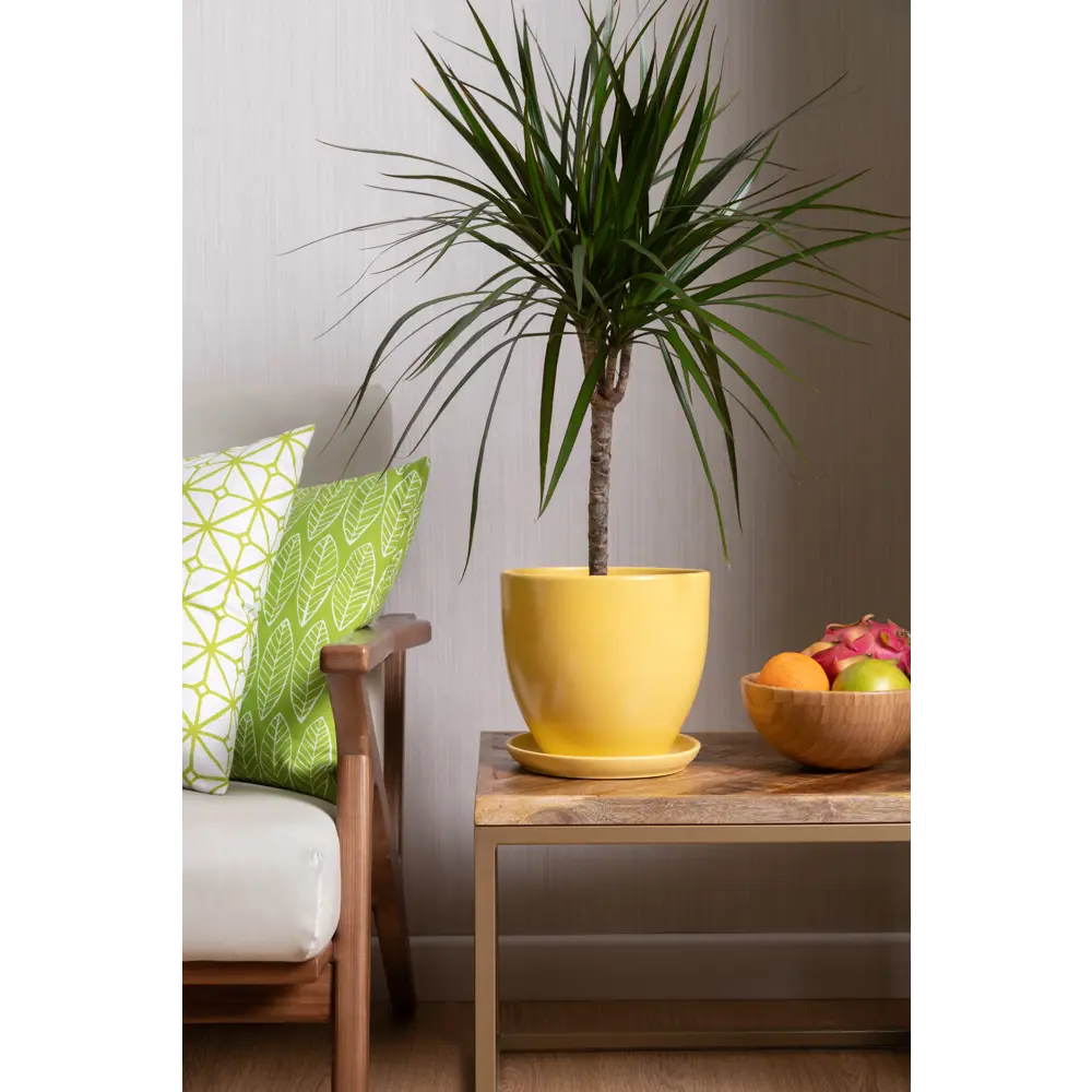 Santreyd Драцена Маргината — изящное комнатное дерево с красной каймой 14750460 STLM-0005093 - Вид №5