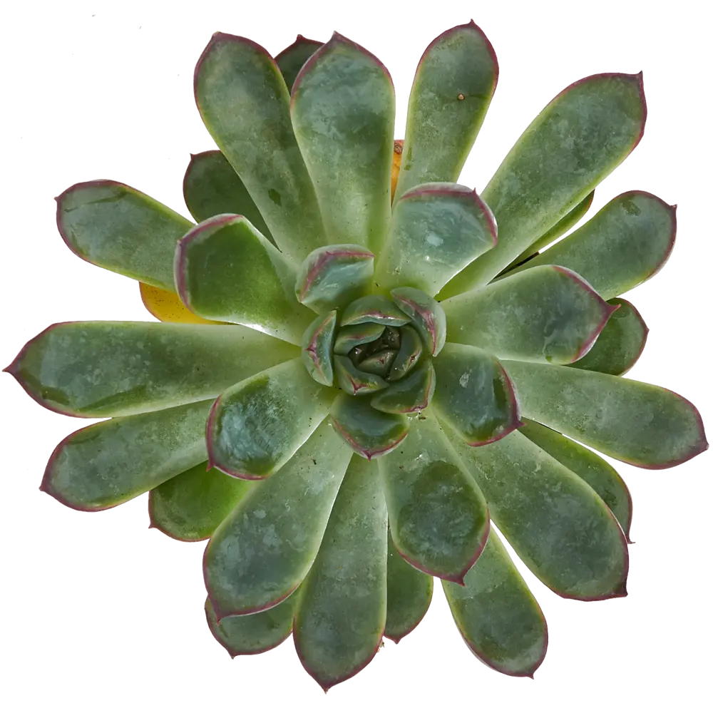 Суккулент 5.5x15 см 82406601 STLM-2170507 Santreyd  - Вид №1