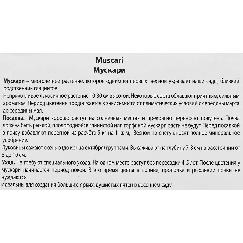 Мускари гроздевидный Альбум, 10 шт 85205634 STLM-2130953 ПОИСК  - Вид №2