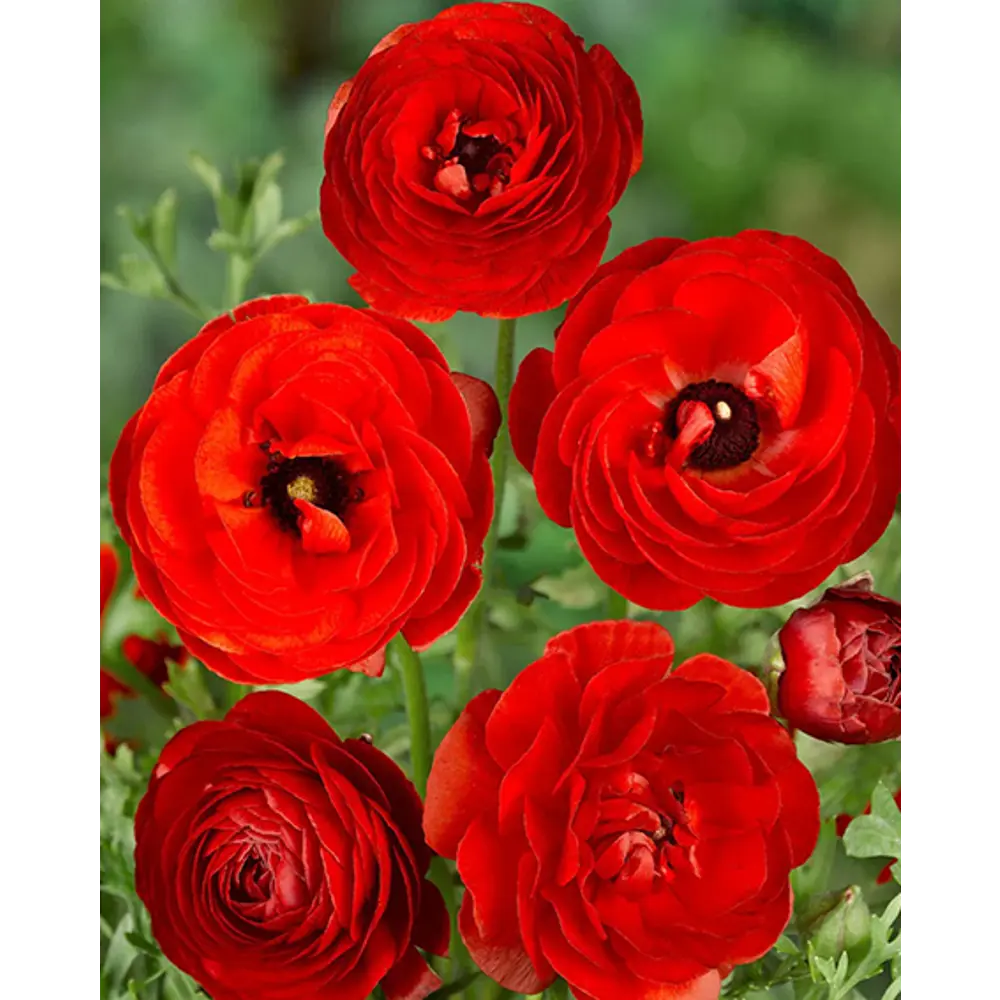 Лютик азиатский Ред от ПОИСК — яркие красные цветы для сада и срезки 89381389 STLM-1580045