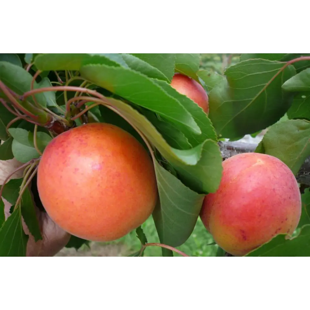 Абрикос Краснощекий поздний C7 150-180 см ВСЕ В САД STLM-2141277