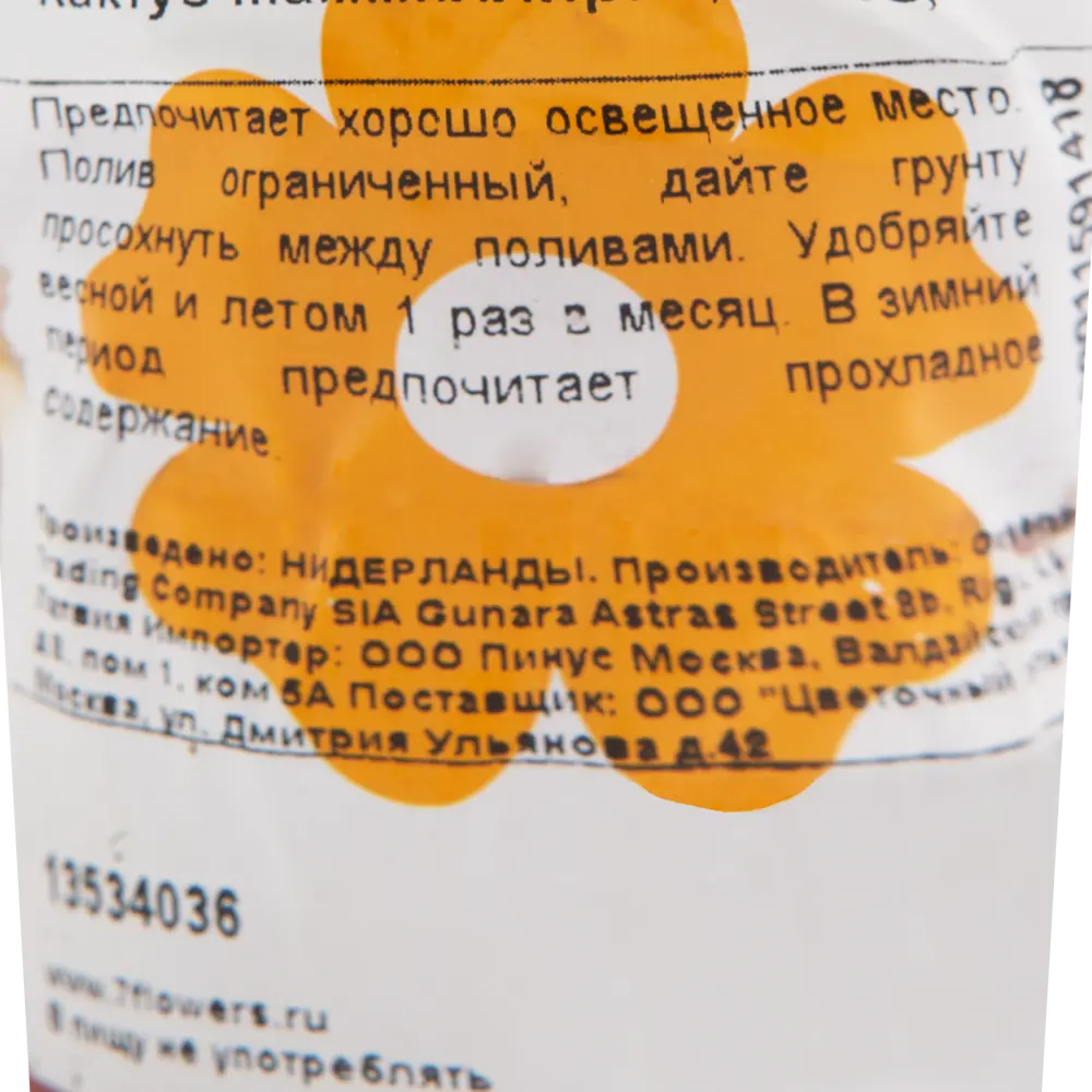 Кактус Мамиллярия Santreyd - живой декор с уникальной текстурой 13534036 STLM-0003271 - Вид №2