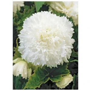 Бегония «fimbriata White», 4х5 см 12156993 STLM-2133826