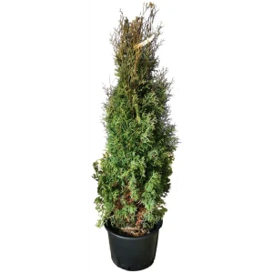 Туя западная Фастигиата h180 см