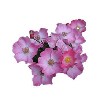 Роза Фортуна 80 см Santreyd 25706