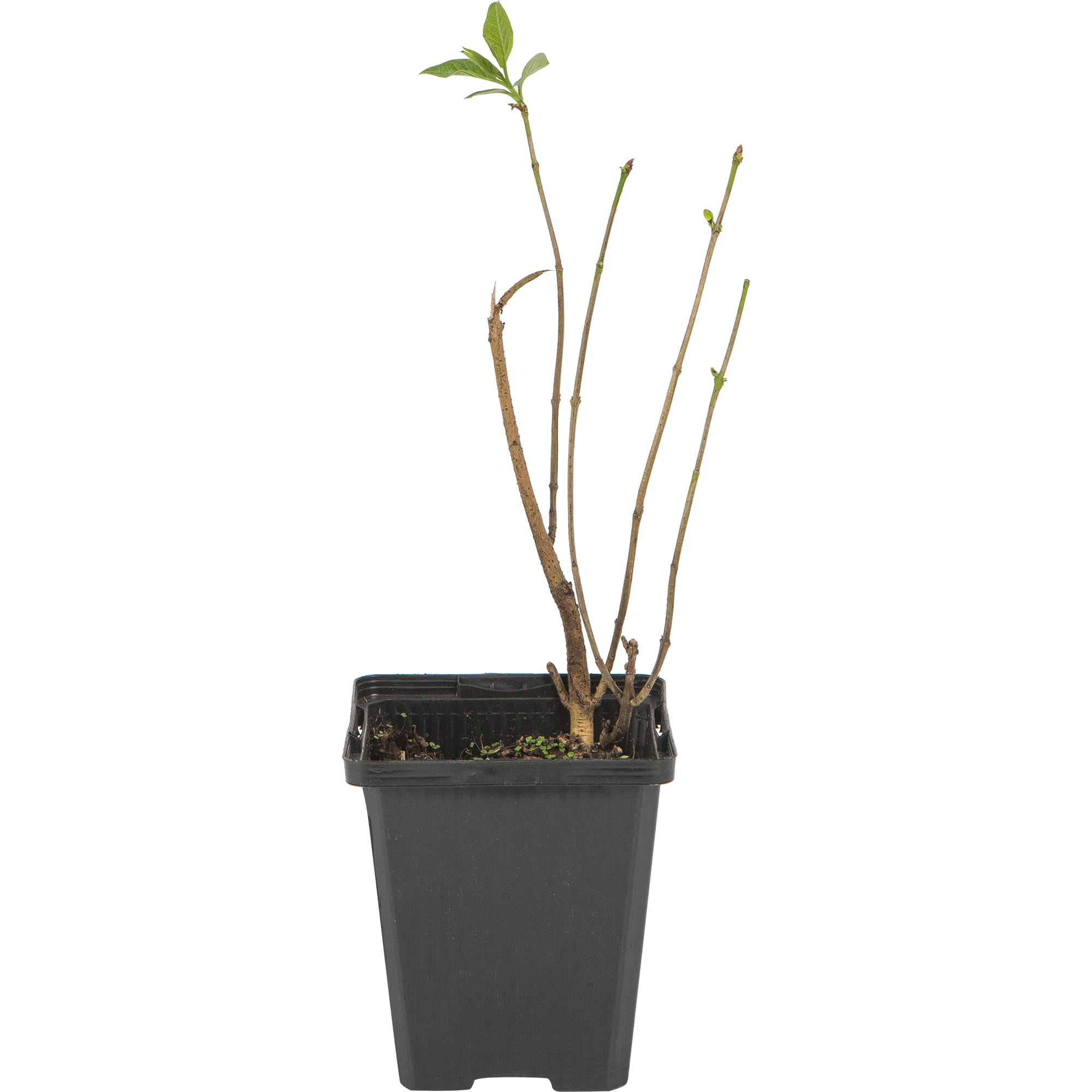 82176146 Сирень обыкновенная «Генерал Шеридан» P9 Santreyd  - Вид №1