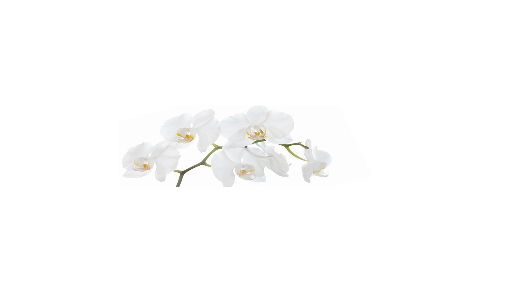 91097390 Стеновая панель Небольшая белая орхидея 200x60x0.2 см поликарбонат цвет разноцветный STLM-0482896 СТУДИЯ ФАРТУКОВ