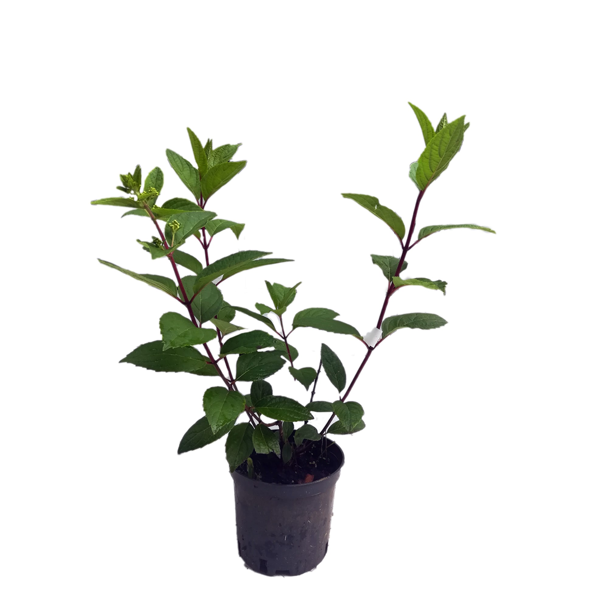 85922115 Гортензия метельчатая Mathilde ø15 h35 см Santreyd 