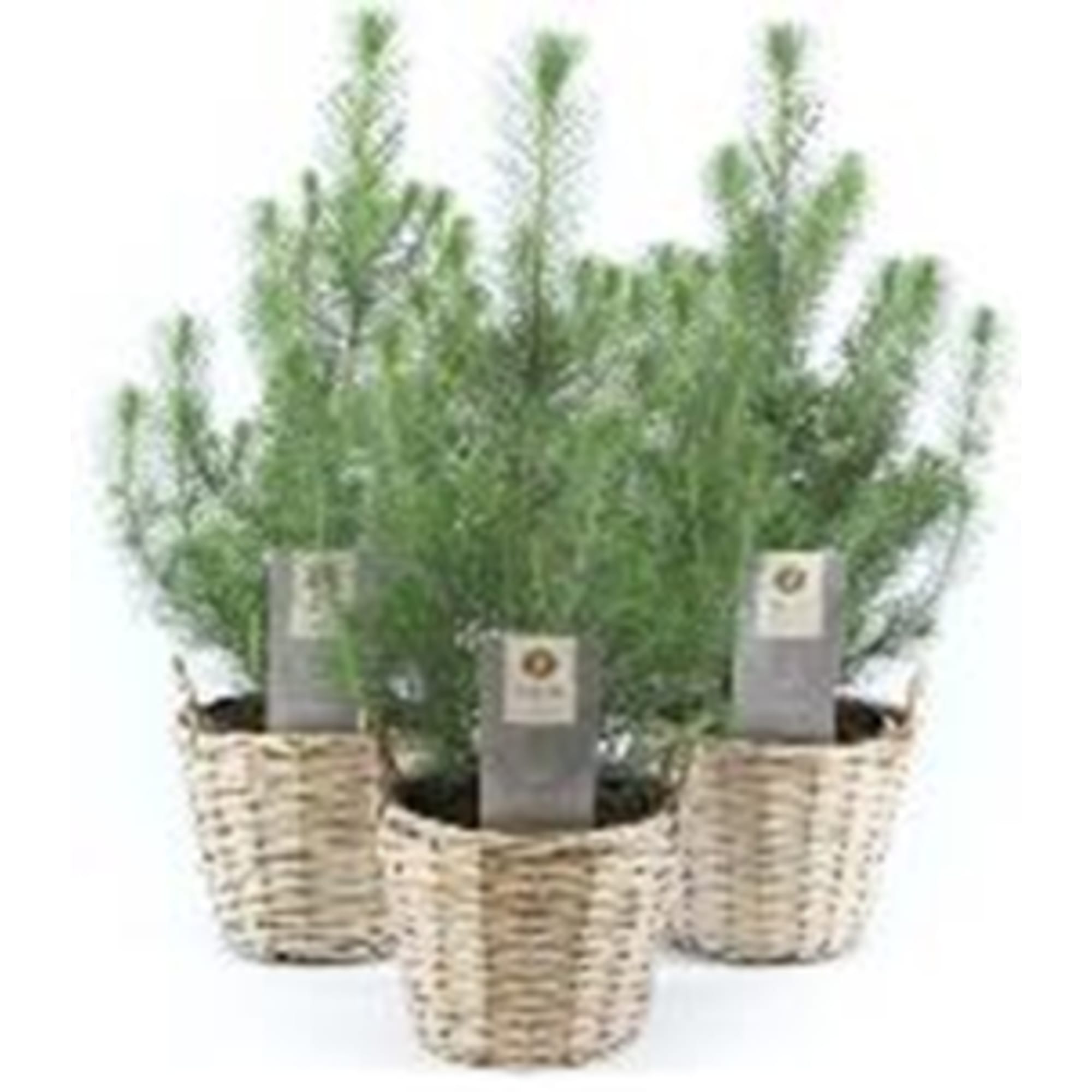 82769612 Сосна в корзине 19x50 см Santreyd 