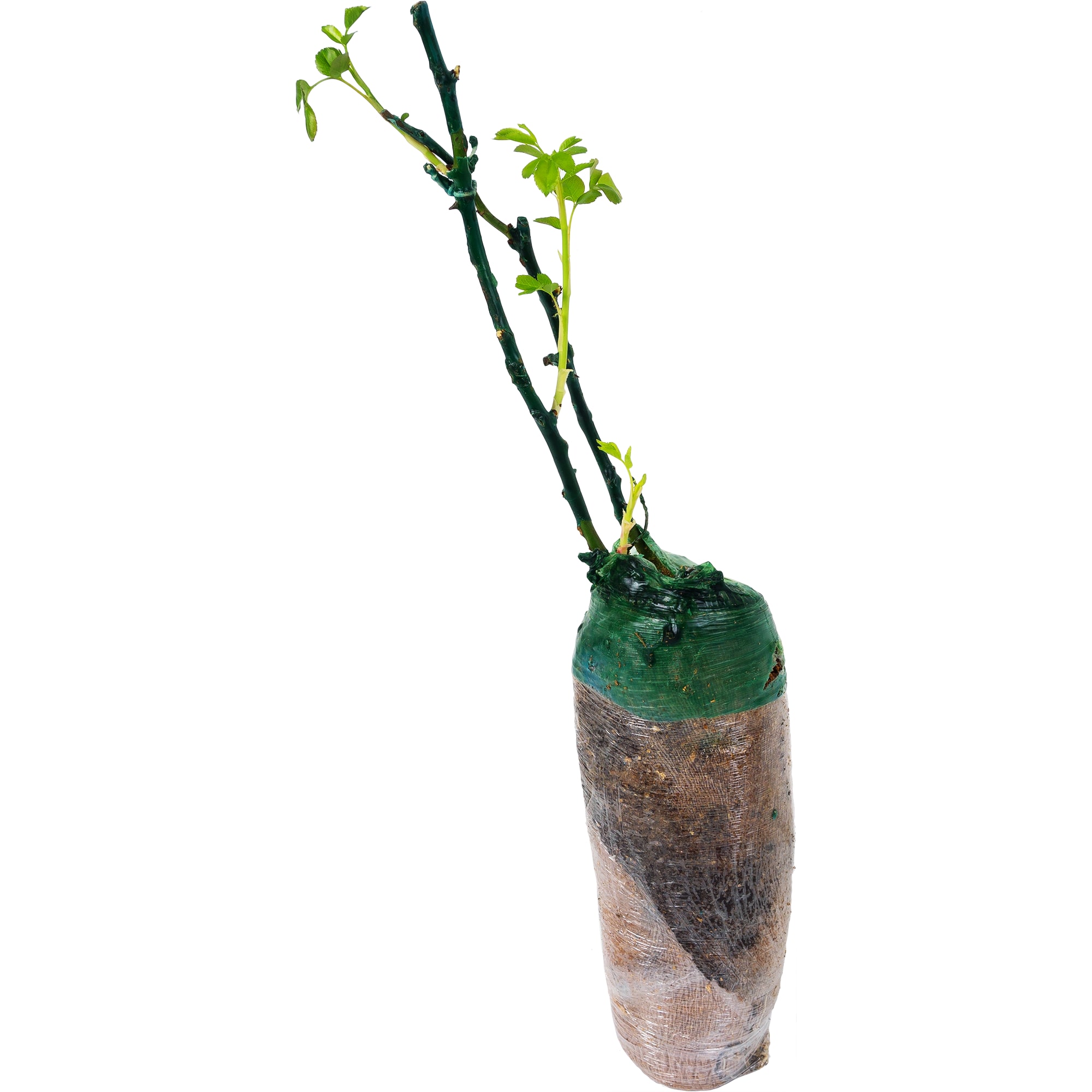 82142836 Роза флорибунда «Ред Эмпаер» в тубе Santreyd  - Вид №1