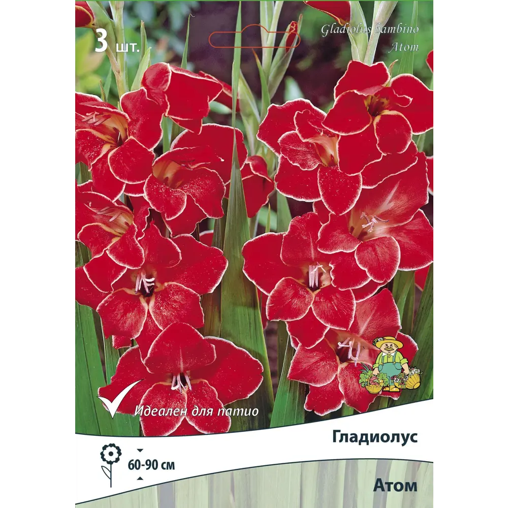 Гладиолус бамбино Атом, 3 шт ПОИСК STLM-2148724