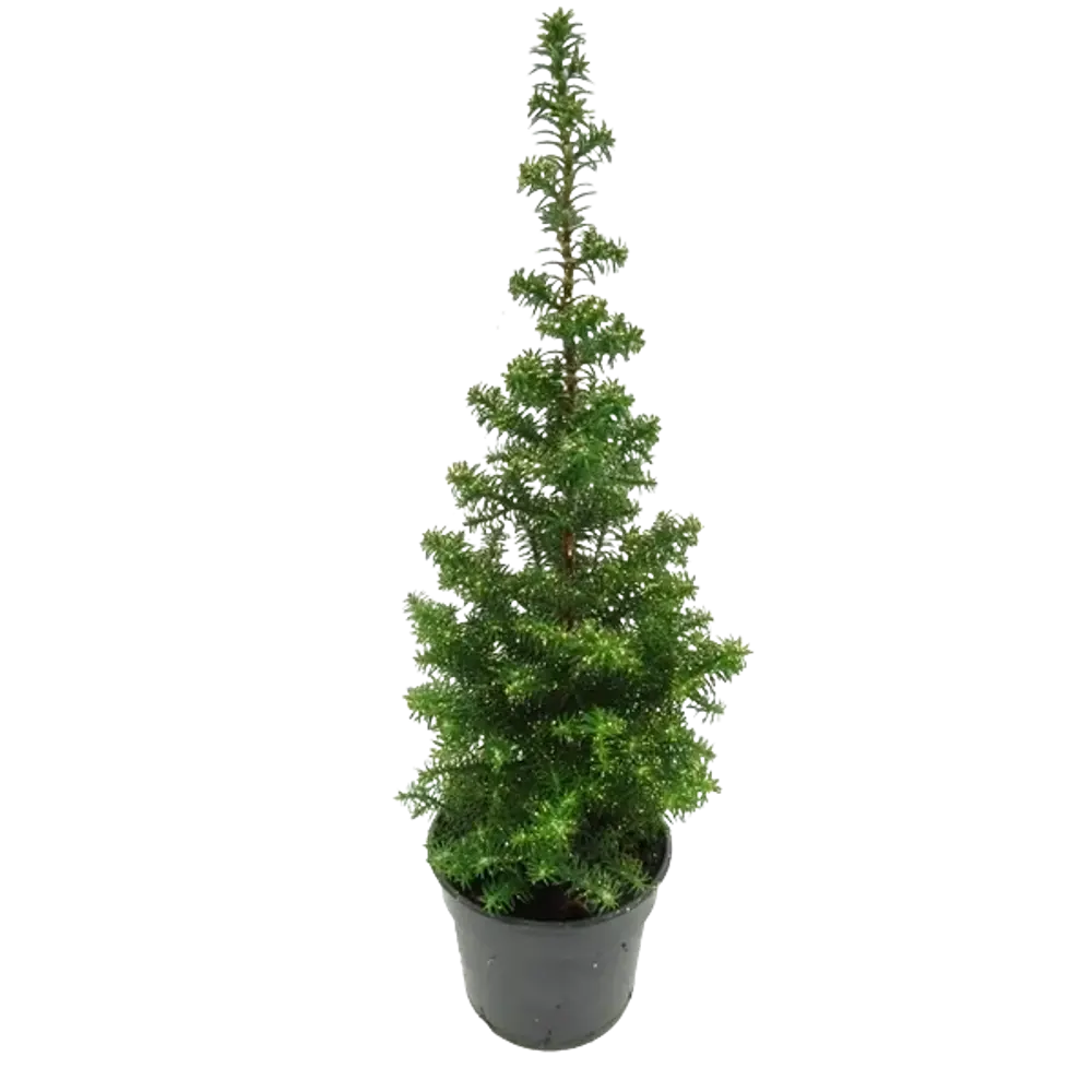 Кипарисовик Топ Поинт ø9 h25 см Santreyd STLM-2114203