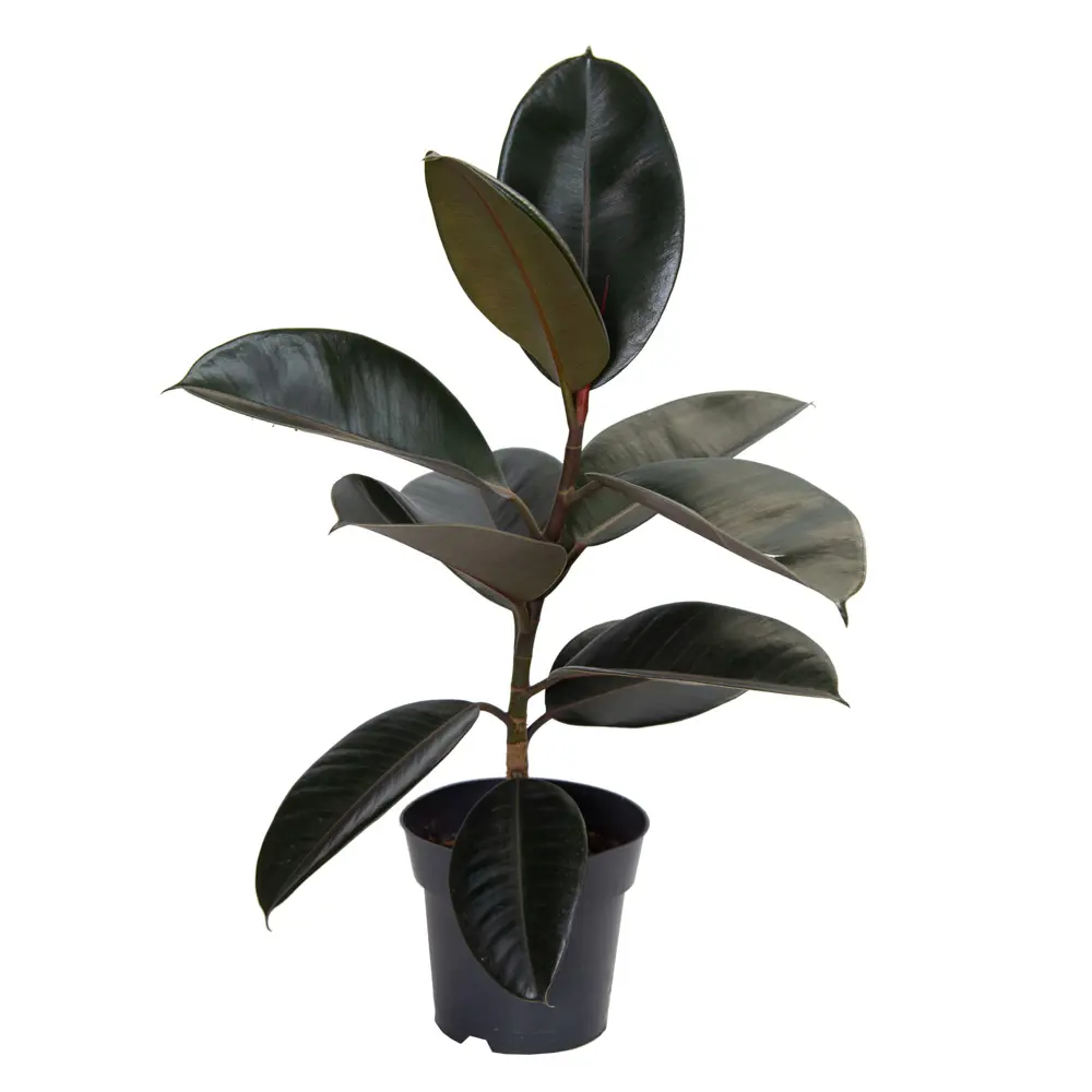 Фикус Эластика Santreyd — комнатное растение для уютного интерьера 85324847 STLM-0061460 - Вид №3