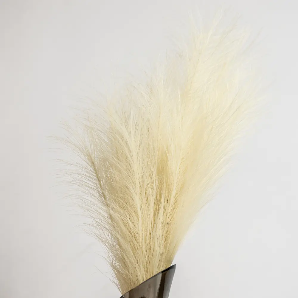 Декоративный сухоцвет 60 см бежевый Santreyd STLM-2087021 - Вид №3