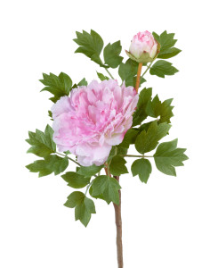 30.0613123PK Пион нежно-розовый ветвь малая Цветочная коллекция