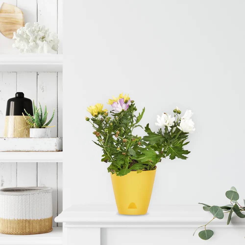 Santreyd Хризантема Карнавал - комнатное цветущее растение в горшке 82399759 STLM-0026505 - Вид №3