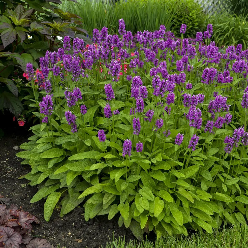 Чистец/стахис Монье Хуммело ø9 h20 см PLANTMARKET STLM-2111624