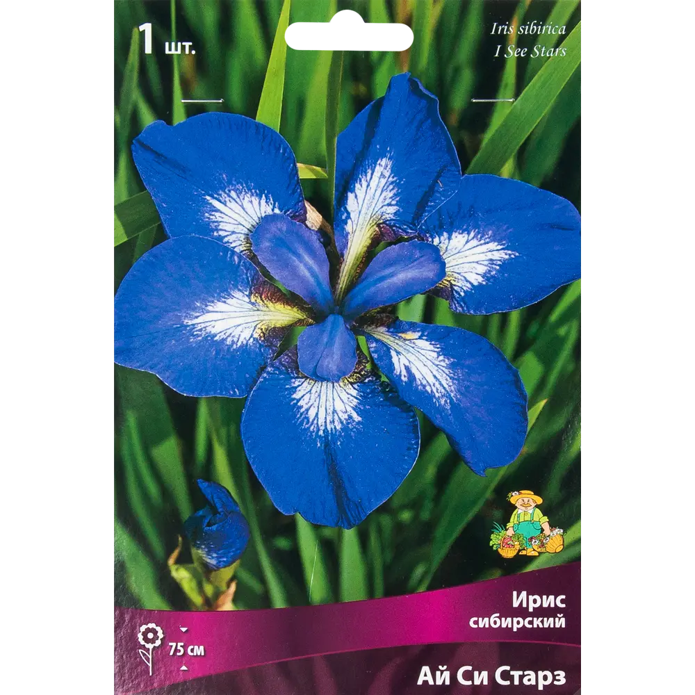 Ирис сибирский «Ай си Старз», размер луковицы I 82319548 STLM-2055105 Santreyd 