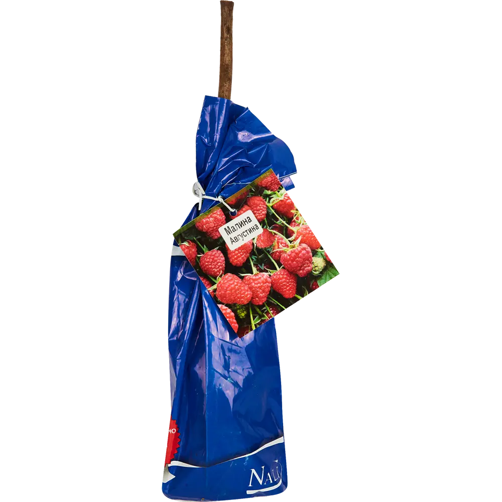 Малина Августина красная пакет ø9 h40 см Santreyd STLM-2023898