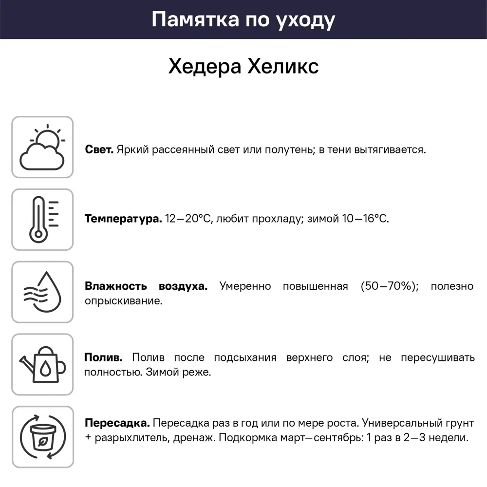 Плющ хедера ø12 h25 см 83247604 STLM-2108240 Santreyd  - Вид №2
