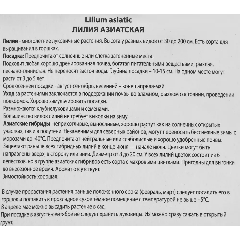Лилия азиатская Ред Каунти ПОИСК STLM-2004822 - Вид №3