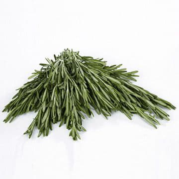 Розмарин Santreyd 1878 - Вид №1