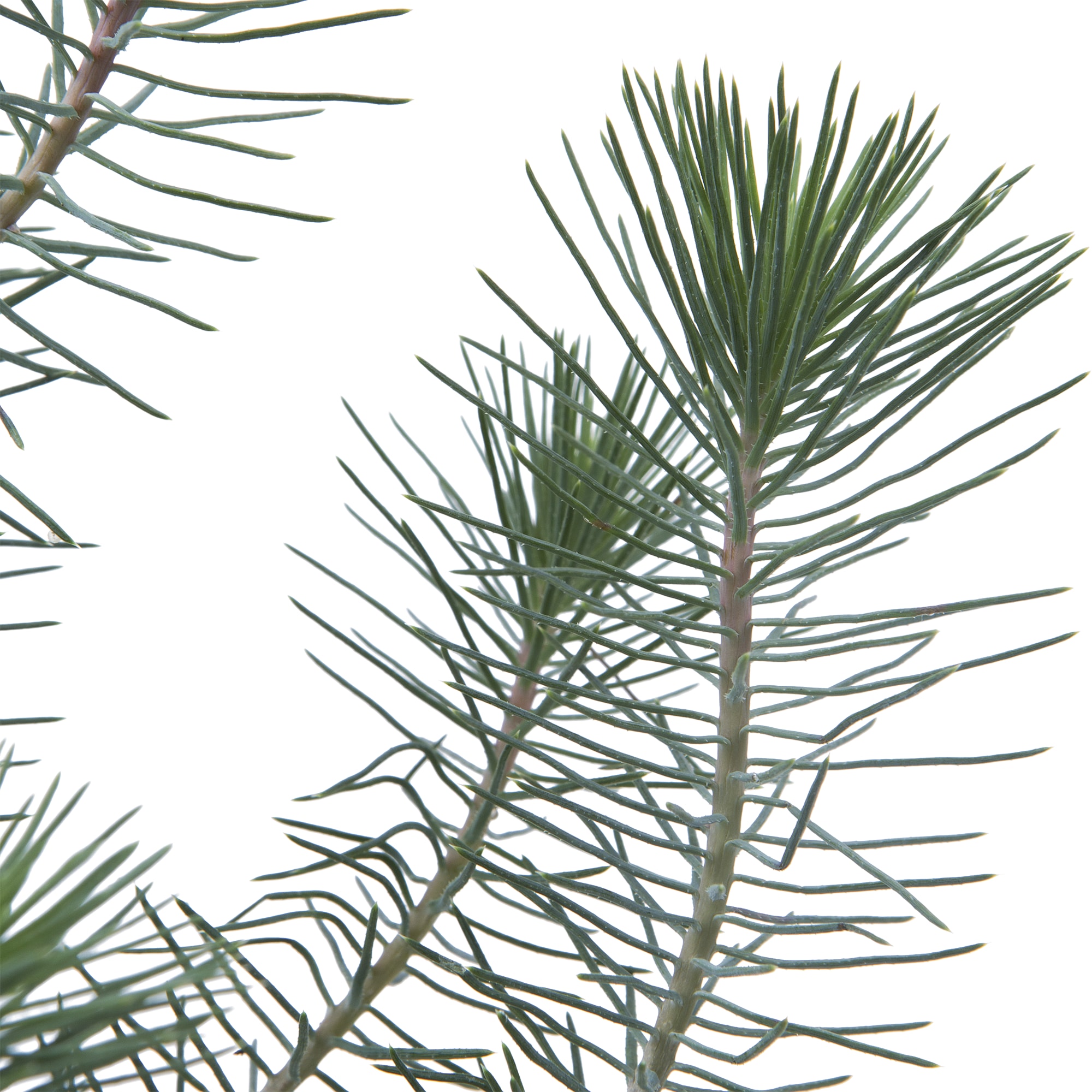 13874540 Сосна живая «Silvercrest», высота 30 см Santreyd  - Вид №2