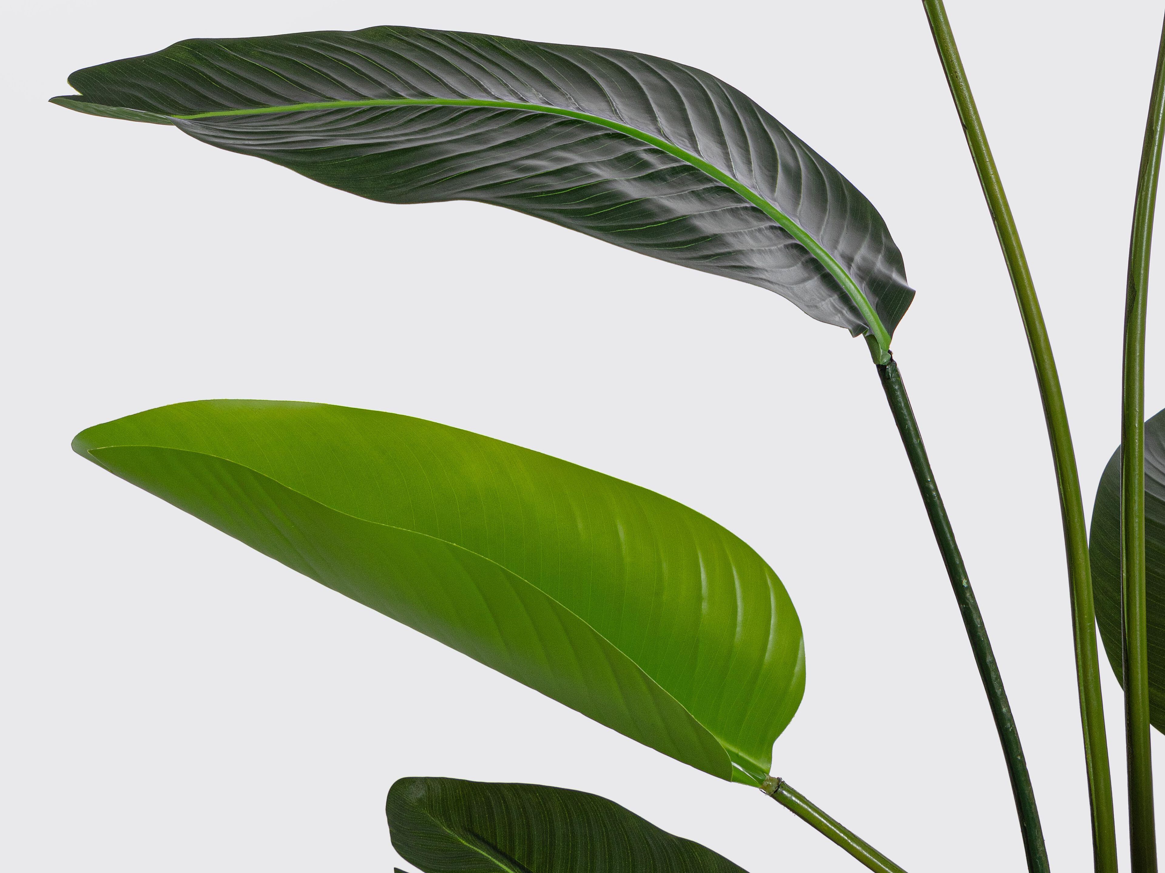 Искусственное растение BIZZOTTO STRELITZIA H150 ARCH-00059808