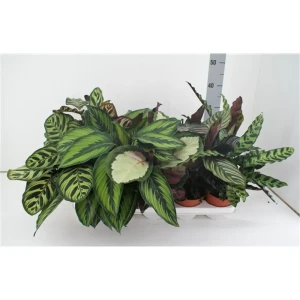 Калатея микс ø12 h40 см 89412086 STLM-2097295