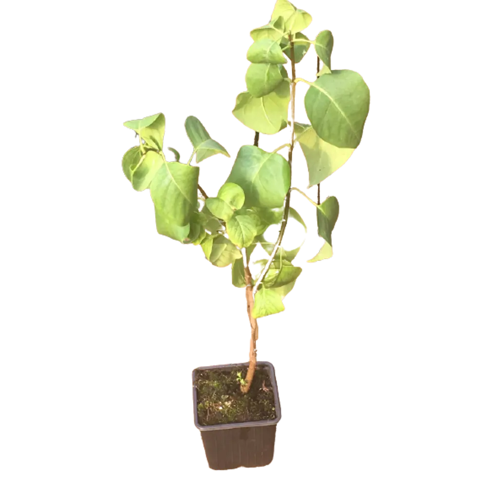 Сирень Монтень ø9 h15 см PLANTMARKET STLM-2140402