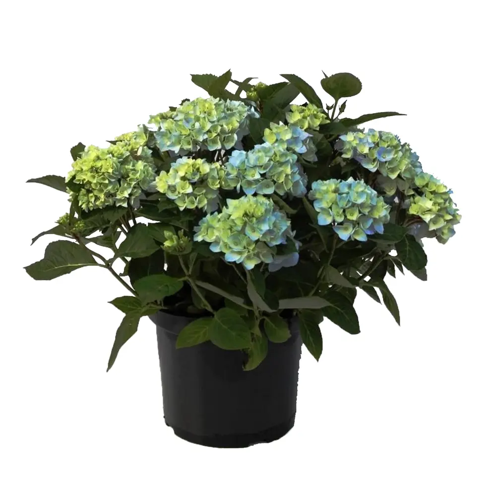 Гортензия макрофилла "Ренар Стейнигер Блю" 23х50-60 см 15944418 STLM-2103612 Santreyd 