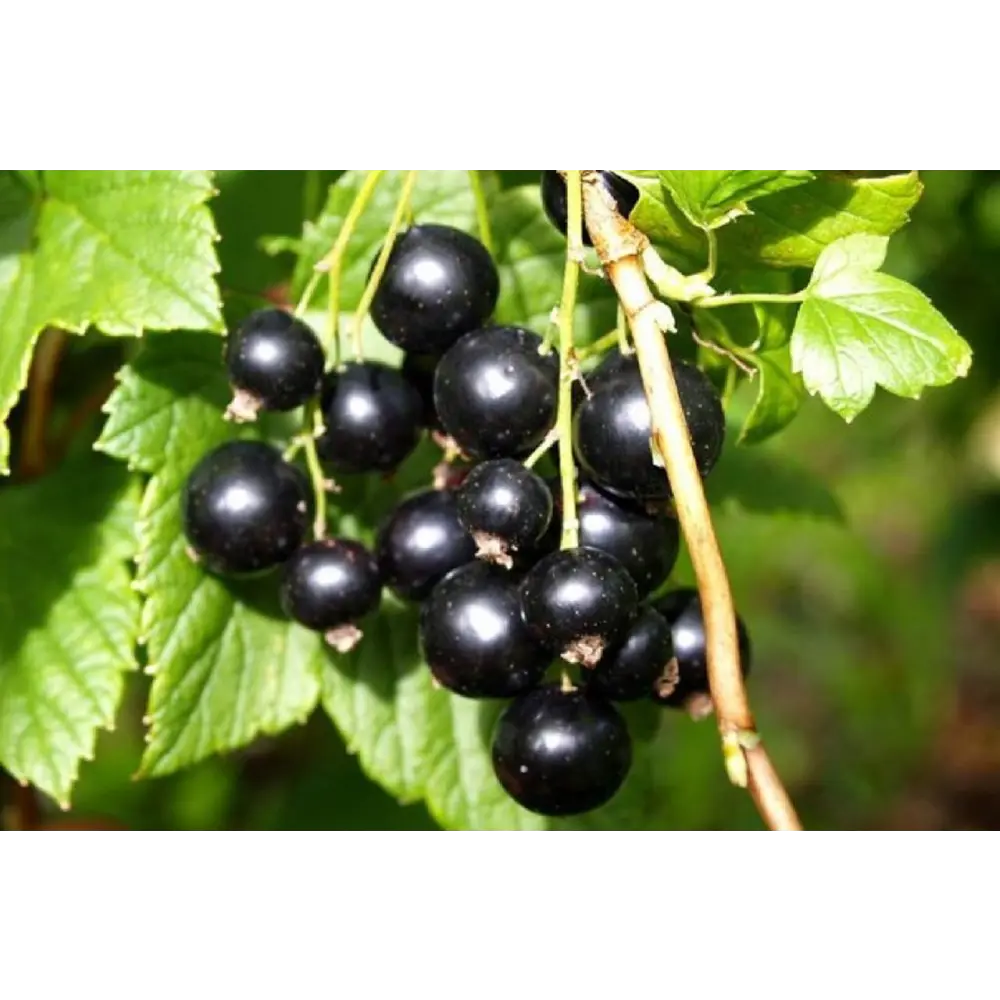 Смородина чёрная Купалинка ø6 h40 см Santreyd STLM-2009391