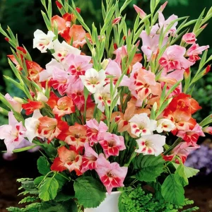 Гладиолус «Mixed», 10х12 см 13488658 STLM-2001627