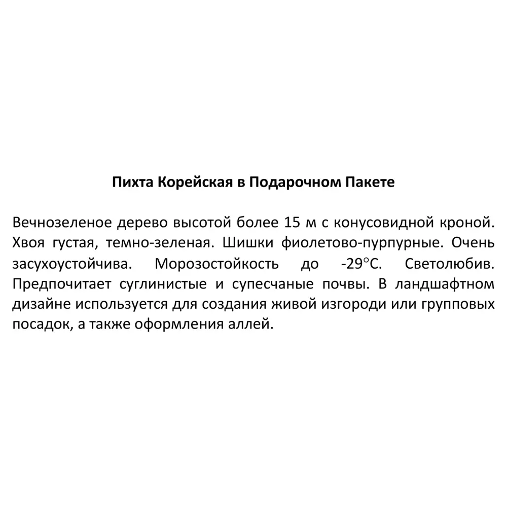 Пихта Корейская в новогоднем пакете P9 h20 см Santreyd STLM-2008821 - Вид №4