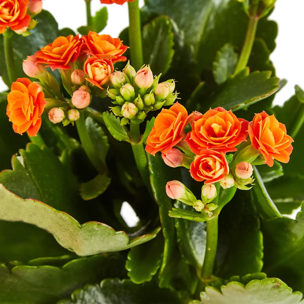 Santreyd Каланхоэ Гуди микс - цветущий суккулент для дома 89352855 STLM-0956415 - Вид №4