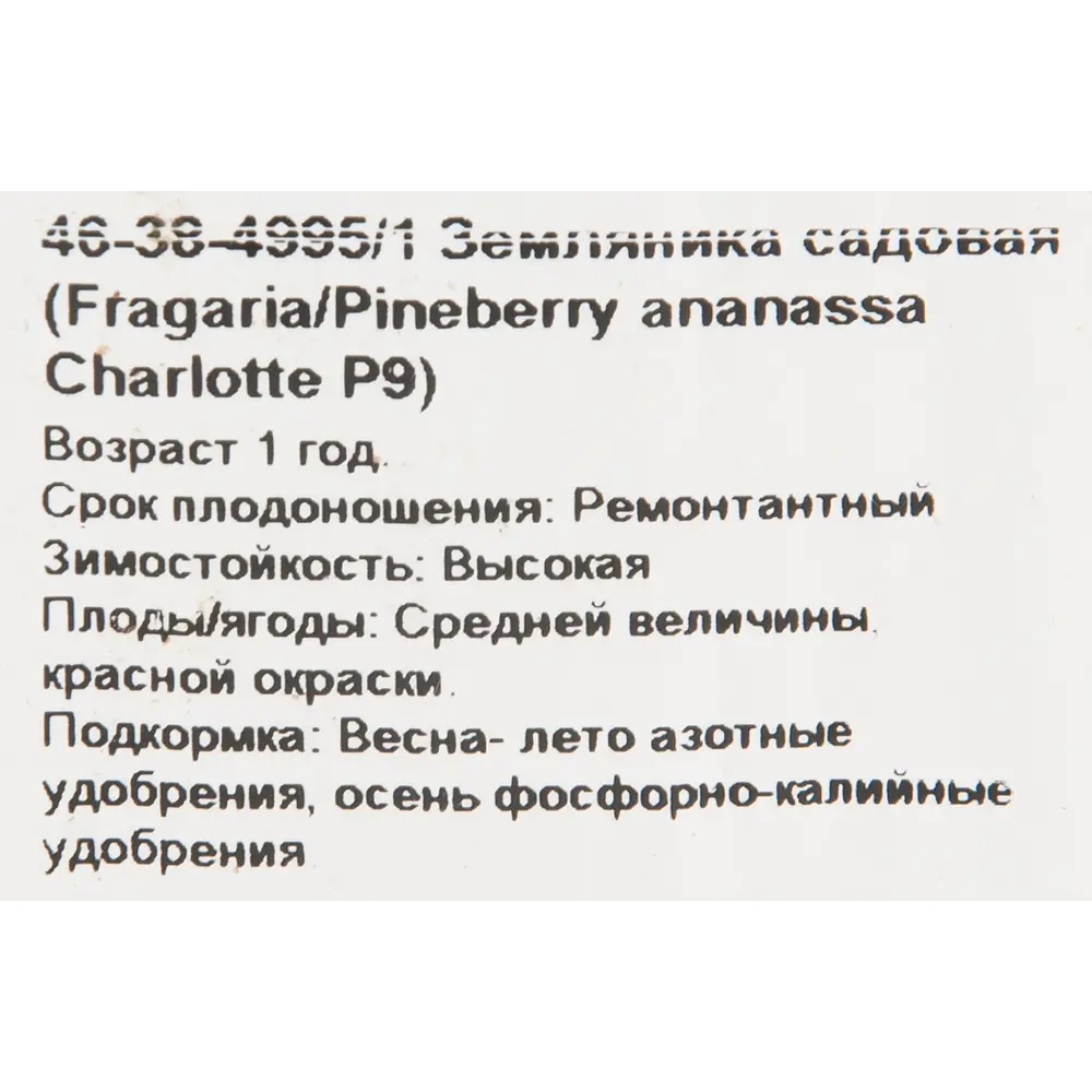 Земляника садовая «Шарлотта» 9x15 см PLANTMARKET STLM-2108512 - Вид №1