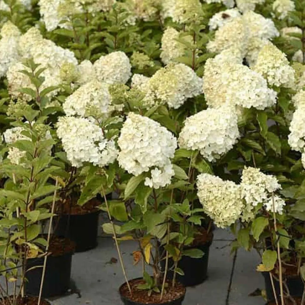 Гортензия метельчатая Полар Биар ø15 h35 см PLANTMARKET STLM-2047268