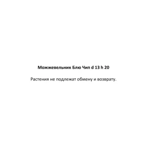 Можжевельник Блю Чип ø13 h20 см 85573328 STLM-2199962